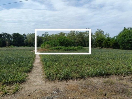 ที่ดิน